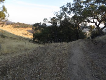 Early sun ahead of Brennans Tunnel hill.